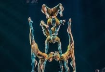 Kurious comes to Wales kurios show contortion