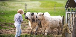 New event seeks to help aspiring UK farmers break into agriculture/Digwyddiad newydd yn ceisio helpu darpar ffermwyr yn y DU i ddechrau ffermio mammal 3305320 960 720