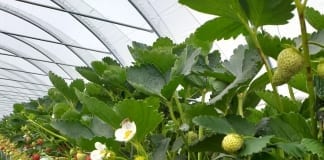 Establishing a modern pick your own soft fruit enterprise STRAWBERRIES