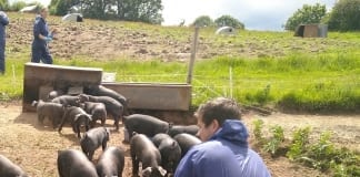 HERD HEALTH SUPPORT LAUNCHED FOR WELSH PIG KEEPERS/ Vet CPD Training 4