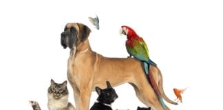 WHY YOU SHOULD BE WORKING WITH ANIMALS Working with animals