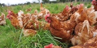 Caution urged around growth in Welsh poultry sector despite strong demand/Rhybudd ynghylch twf y sector dofednod yng Nghymru er gwaethaf y galw cryf ieir hens 2