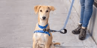 Brunos Animal Haven – Can you help? Bruno Animal Haven