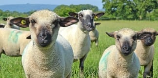 Prompt weaning of lambs beneficial to ewe condition at tupping Lambs