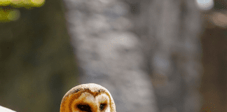 FIRST LOOK: Kids’ History Festival comes to Wales’s historic sites owl1