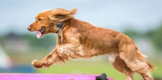 Carew Castle’s Doggy Day Out to offer fun for four-legged friends DogAgilityWeb