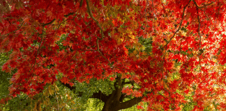 A bumper autumn of activities with the National Trust Bodnant Garden 4