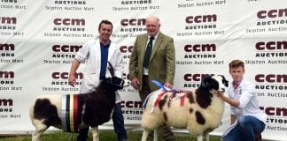 Hope flock champion again and top price at Skipton Jacob showcase CCM Jacob champ reserve 31 08 19 pic