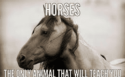 Help and hope for eating disorders Hope thru Horses