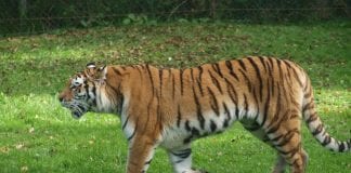 Great deals with Picniq this World Animal Day: Save 41% at Liberty’s Owl, Raptor & Reptile Centre, up to 20% off at Longleat and 18% off at Sea Life London Aquarium Longleat Tiger