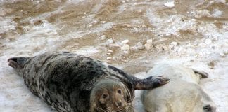 It’s pupping time for seals off Wales’ coastline – National Trust doubles seal pup walks in Pembrokeshire Mother Seal and Pup