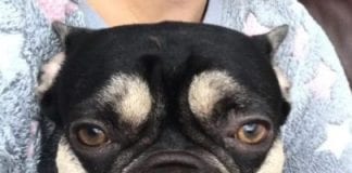 Burglary / theft of dog – Appeal for information Shadow1