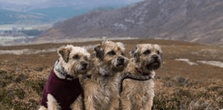 Dogs Trust launches public study to find out how people choose their pooches cairn terriers