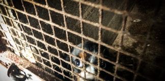 Minister shares Joyce Watson’s ‘sense of horror and anger’ about puppy farm cruelty p07nvsk4