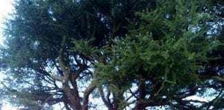 Prominent Ammanford cedar tree to be removed Ammanford Cedar Tree