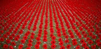 What Does the Law Say on Poppies and Remembrance Day? Poppy Appeal