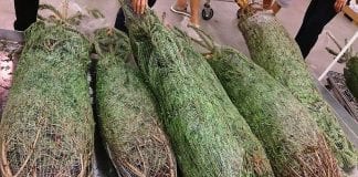 When is the Best time to buy your real Christmas Tree? netted christmas trees