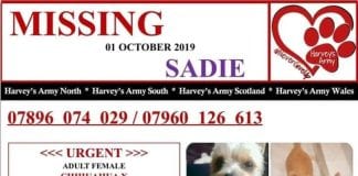 Where Is Sadie? 80294293 530065854518885 8182853352552398848 n