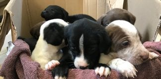 Nine Puppies Abandoned In Llanelli 2 Days Before Christmas 80856574 1191108371097220 8368425699567992832 n