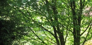 Bluebell tour Cae Hir Bluebells scaled