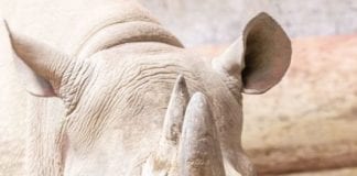 Critically endangered black rhino born…and it’s a boy! mother and baby black rhino 583x1024 1