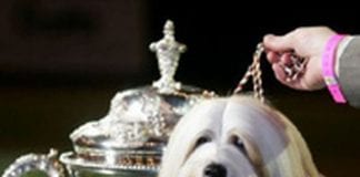 Could Your Canine Land You With a Fine? crufts winner