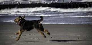 2020 is the Year of the Dog-Friendly Staycation dog 1789394 640