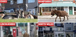 Help research into wildlife roaming due to pandemic lockdown 26793602 0 image a 75 1585957944089