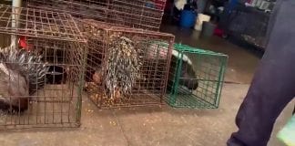 FOUR PAWS call on World Health Organisation to ban wildlife markets Pokupines
