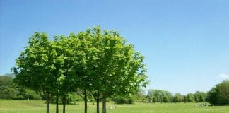 PARKS AND GREEN SPACES: LGA RESPONDS TO COMMUNITIES SECTRETARY PRAISE FOR COUNCILS oldham 90620 1280