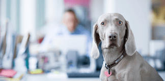 Pet regret: Admiral reveals two thirds of pet owners regret buying or adopting pets and the law 2