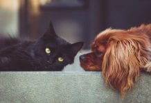 New Survey Finds Nearly A Quarter Of Pet Owners Struggle To Help New Pets Bond Cat and Dog