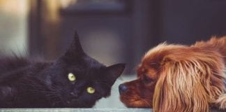 Dogs Trust and Cats Protection issue urgent appeal for fosterers across Wales to support pet owners fleeing domestic abuse Cat and Dog