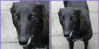 Meet The Dogs At Many Tears, Can You Re-Home Cosy Rosy? CosyRosy 10 06 20a