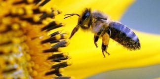 Science fact fuels campaign to stamp out ‘pollinator-friendly’ fiction 17726346 303