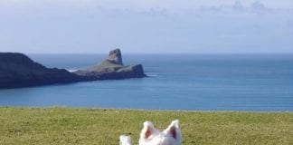 UK’s Best Parks for Social-Distanced Dog Walks 1 1557937039 sq