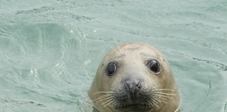 Look, don’t touch! Staycation tips to safeguard the UK’s amazing marine life RS31580 33986783106 de7a27045a o 1