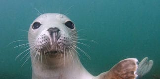 Marine Conservation Society welcomes Welsh gov’t launch of single-use plastics consultation Sealion