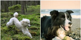 RVC invites UK dog owners who acquired a puppy since January 2019 to take part in huge national study best dogs anxiety 1555408396 scaled