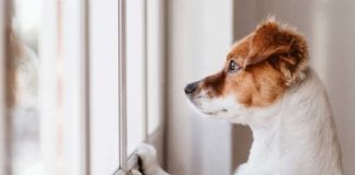 OLD WIVES’ TAILS: WEIRD PET HEALTH MYTHS IN WALES REVEALED dog window2 620x420 1