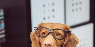 Guide: Helping your dog get used to the world after lockdown f63b467425f03c5efcf80534e32ea4da348ba11c scaled