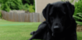 Keeping Your Pooch Cool This Weekend With Frozen Dog Treat Recipes frozen dog treats2