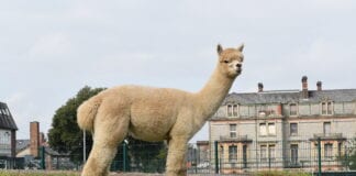 Headlands animals alpaca punch for students’ mental health alpaca 2 scaled