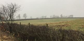 Grant aims to boost restoration of traditional field boundaries img 9698