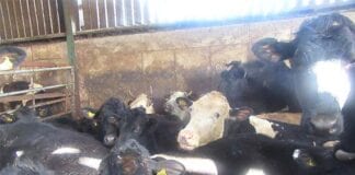 Guilty plea reached for animal welfare charges 1314 so1510 llandysul farm 1