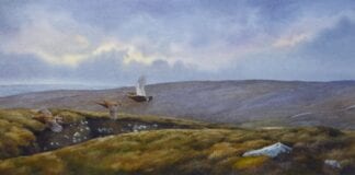 Popular Aberystwyth wildlife artist adds his support to charity gallery Autumn Grouse