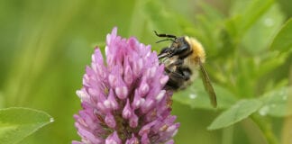 Blwyddyn dda i bryfed peillio Sir Benfro Bee Image Small