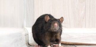 Lockdown boosts rat population to 150 million Rodents Small Pests