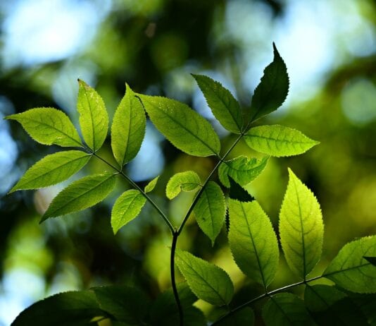 What Can We Do? environment