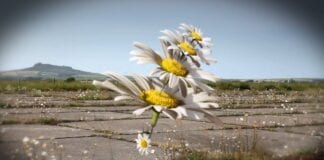 Artists explore Celtic diaspora, pilgrimage and sacred places in Pembrokeshire and Wexford picvieworiginal 1